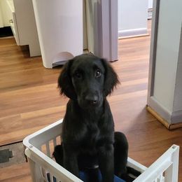 Flat-Coated Retriever Puppies from Midnight Oaks