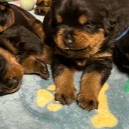 Boy5 - Black and mahogany male Rottweiler puppy in Bartonsville, Pennsylvania from Karol's Rottweilers