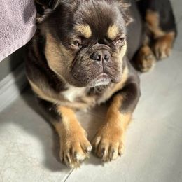 Kodak - French Bulldog