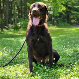 Labrador Retriever puppies from Buffalo Valley Breeders