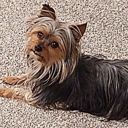 Yorkshire Terriers from Twin Falls Tiny Dogs