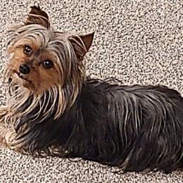 Yorkshire Terriers from Twin Falls Tiny Dogs