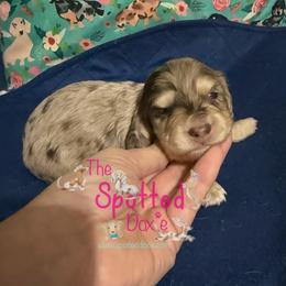 Chocolate and cream dapple - Chocolate and cream male Dachshund puppy in Mt. Pleasant, Texas from The Spotted Doxie