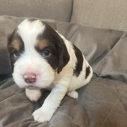Finn - Liver white and tan male English Springer Spaniel puppy in Phoenix, Arizona from Desert Shadow Springers