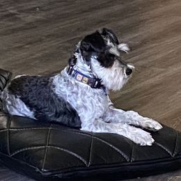 Otis - Miniature Schnauzer