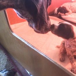 German Shorthaired Pointer Puppies from Redrock German Shorthaired Pointers