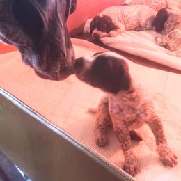 German Shorthaired Pointer Puppies from Redrock German Shorthaired Pointers