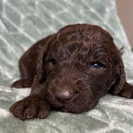 Hershey - Chocolate male Labradoodle puppy in Lowville, New York from Adirondack Labradoodles