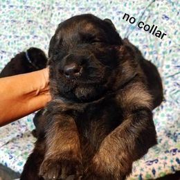 German Shepherd Puppies from Blue Bloods Haus German Shepherds