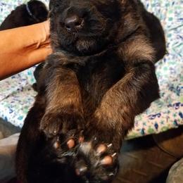 German Shepherd Puppies from Blue Bloods Haus German Shepherds