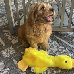 Goldendoodle Puppies from az_doodlesoflove