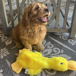Goldendoodle Puppies from az_doodlesoflove