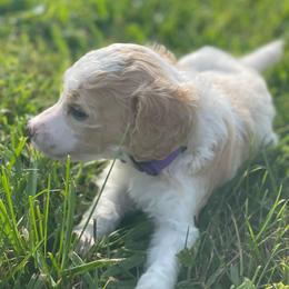 Jules - Parti female Poodle puppy in Randallstown, Maryland from Parson Standards