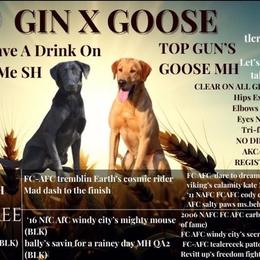 Gin - Labrador Retriever