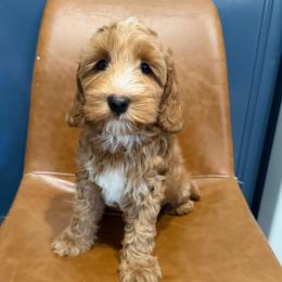 Colby - Red male Australian Labradoodle puppy in Orange, California from Little Kingdom Doodles