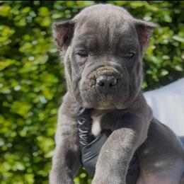 Grey female 1 - Gray female Cane Corso puppy in California from Donato Kennels