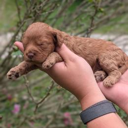 Rusty - Red male Cavapoo puppy in Coshocton, Ohio from Forever Family Puppies