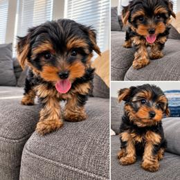Chip - Black and gold male Yorkshire Terrier puppy in San Diego, California from Rubiez Yorkiez