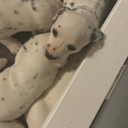 Boy 2 - White and black male Dalmatian puppy in Williamsburg, Ohio from Dewey’s Dals