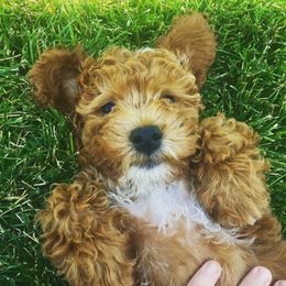 Zola - Goldendoodle