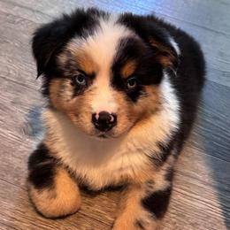 Boy 1 - Blue merle male Miniature Australian Shepherd puppy in Turner, Maine from Bear Pond Aussies / Leonbergers of Maine