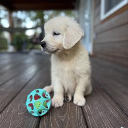 Sugar - Light golden female Golden Retriever puppy in Marshfield, Missouri from Charm Puppies