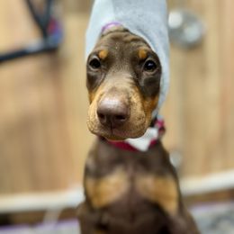 Pink Collar Female - Red and rust female Doberman Pinscher puppy in Medina, Tennessee from Valorosa Doberman Kennel