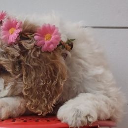 Goldendoodle and Golden Retriever Puppies from Carolina Goldendoodle