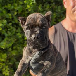 Brindle Female - Chestnut brindle female Cane Corso puppy in California from Donato Kennels