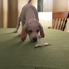 Pointer Puppies from Lake Effect