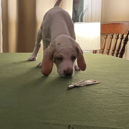 Pointer Puppies from Lake Effect