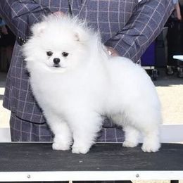 Preston - Pomeranian
