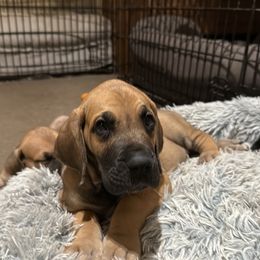 Cybele - Fawn female Great Dane puppy in Orange Grove, Texas from Shadow Veil Dane’s
