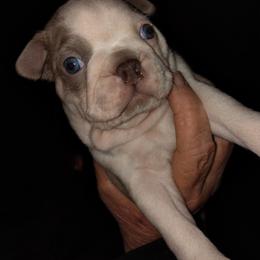 Lilac Male - Lilac male Boston Terrier puppy in Mc Donough, Georgia from Ballard Boston Terriers