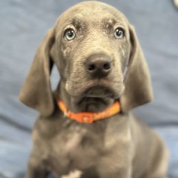 Weimaraner Puppies from Meadow Ridge Weims and Danes