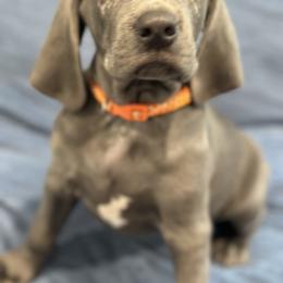Weimaraner Puppies from Meadow Ridge Weims and Danes