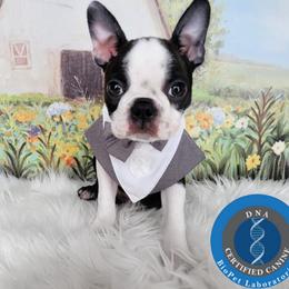 Boston Terrier Puppies from Our Gang Bostons