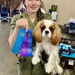 Cavalier King Charles Spaniel Puppies from Gold Country Cavaliers