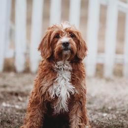 Poppy - Labradoodle