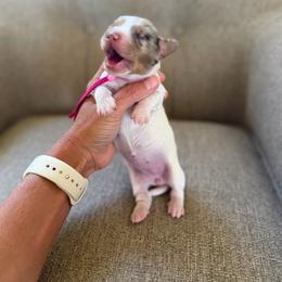 Pink Mallow - Dapple female Dachshund puppy in Stockton, California from Dairy Creek Dachshunds