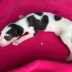 Augur - Sable Borzoi puppy in Boring, Oregon from Saxafrax Borzoi