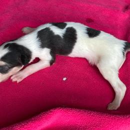 Augur - Sable Borzoi puppy in Boring, Oregon from Saxafrax Borzoi