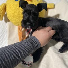 Valentino - Black male Miniature Schnauzer puppy in San Diego, California from KMS-Miniature Schnauzers