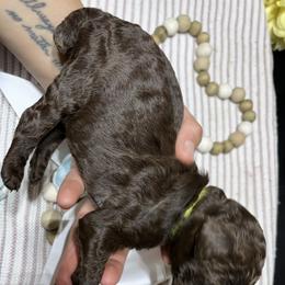 Boy 9 - male Poodle puppy in Statesville, North Carolina from Magnolia Crown’s Standard Poodles