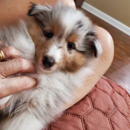 Shetland Sheepdog Puppies from Hawks Acres Shetland Sheepdogs