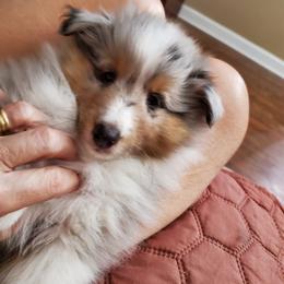 Shetland Sheepdog Puppies from Hawks Acres Shetland Sheepdogs