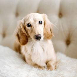Dachshund puppies from English Cream Dachshunds