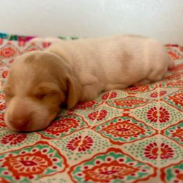 Elly - Piebald female Dachshund puppy in Woodlake, California from Wild West Weenies