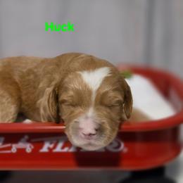 Huck - Apricot male Goldendoodle puppy in Summerville, South Carolina from Channys Doodles