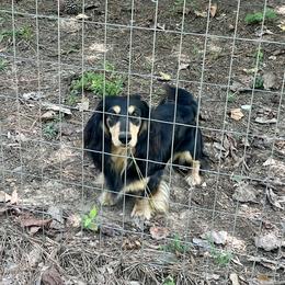 Koda - Dachshund